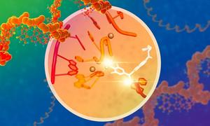 New molecules to modulate gene expression