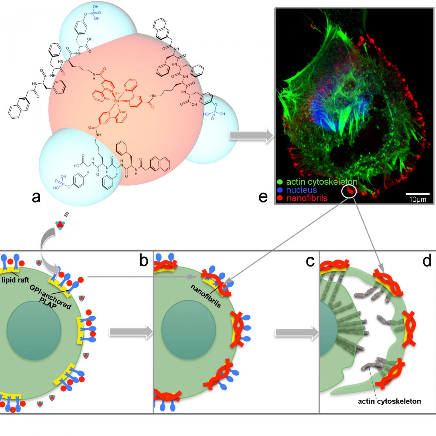 Molecule Induced Pinning, Stretching and Rupturing of Cervical Cancer Cells