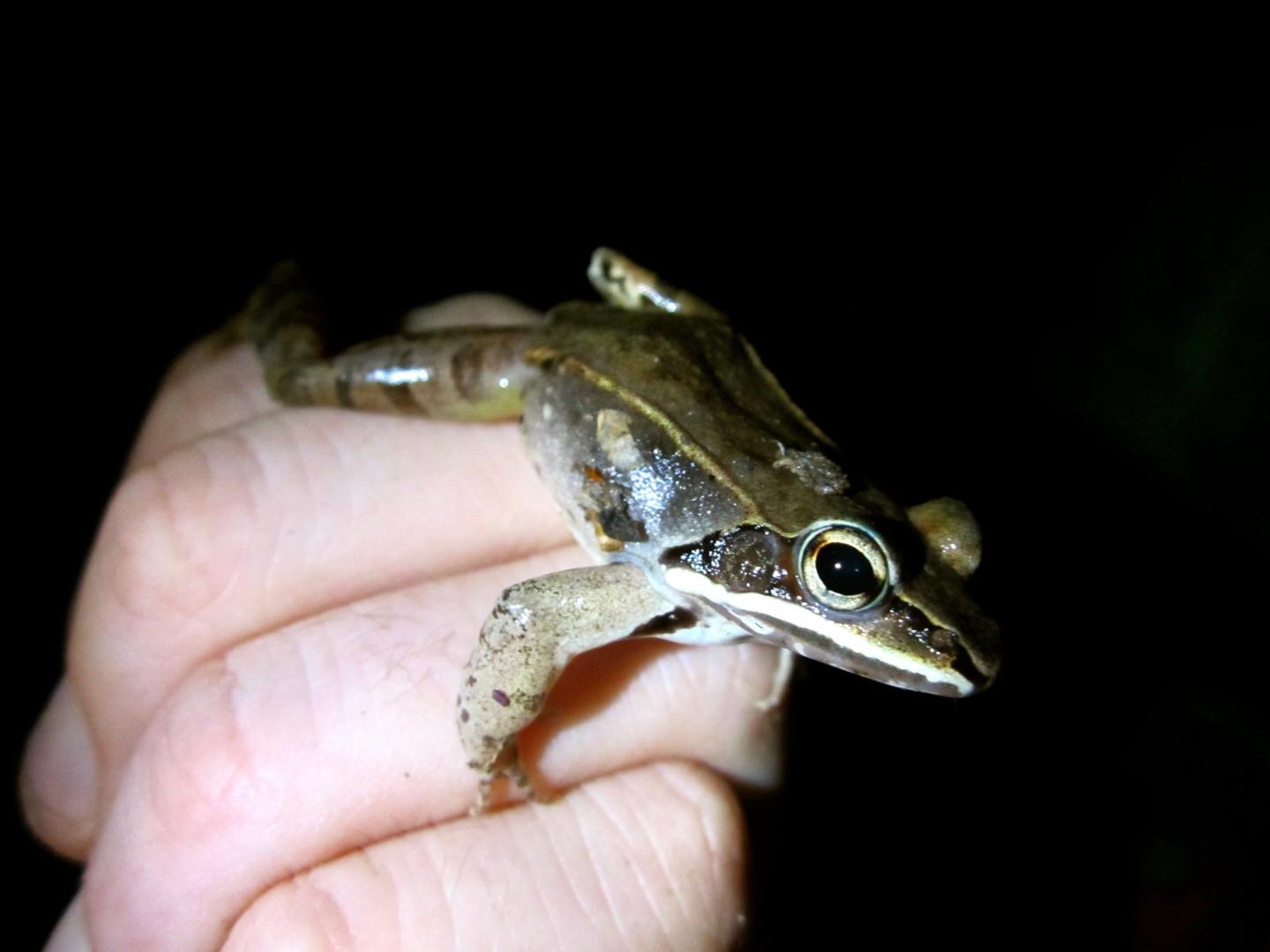 Wood Frog Hand