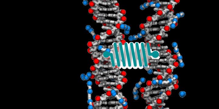 Molecular DNA Interaction