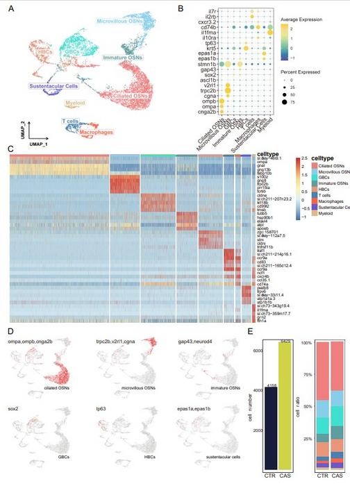 Single-cell transcriptome atlas of zebrafish olfactory epithelium