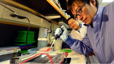 Jiliang Zhou and Yong Wang, Medical College of Georgia at Georgia Regents University