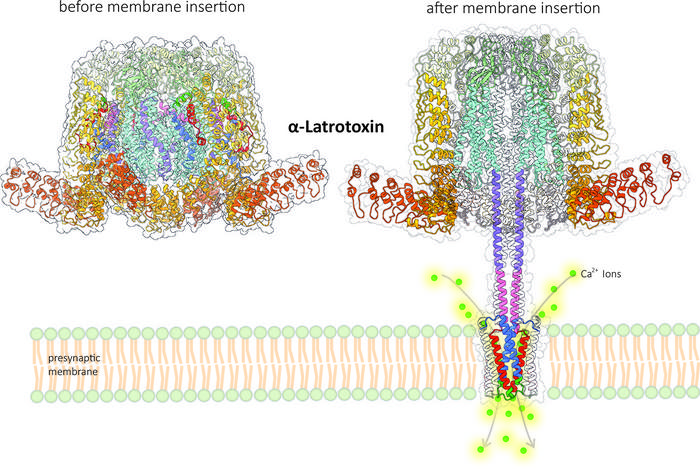 Toxin transformation