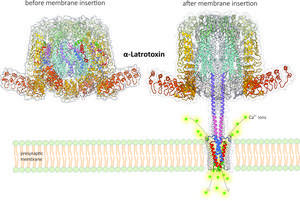 Toxin transformation