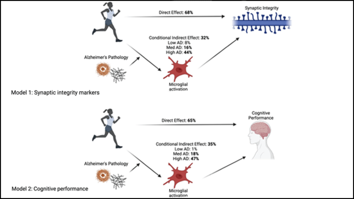 Physical Activity May Improve Alzheimer’s Disease Outcomes by Lowering Brain Inflammation