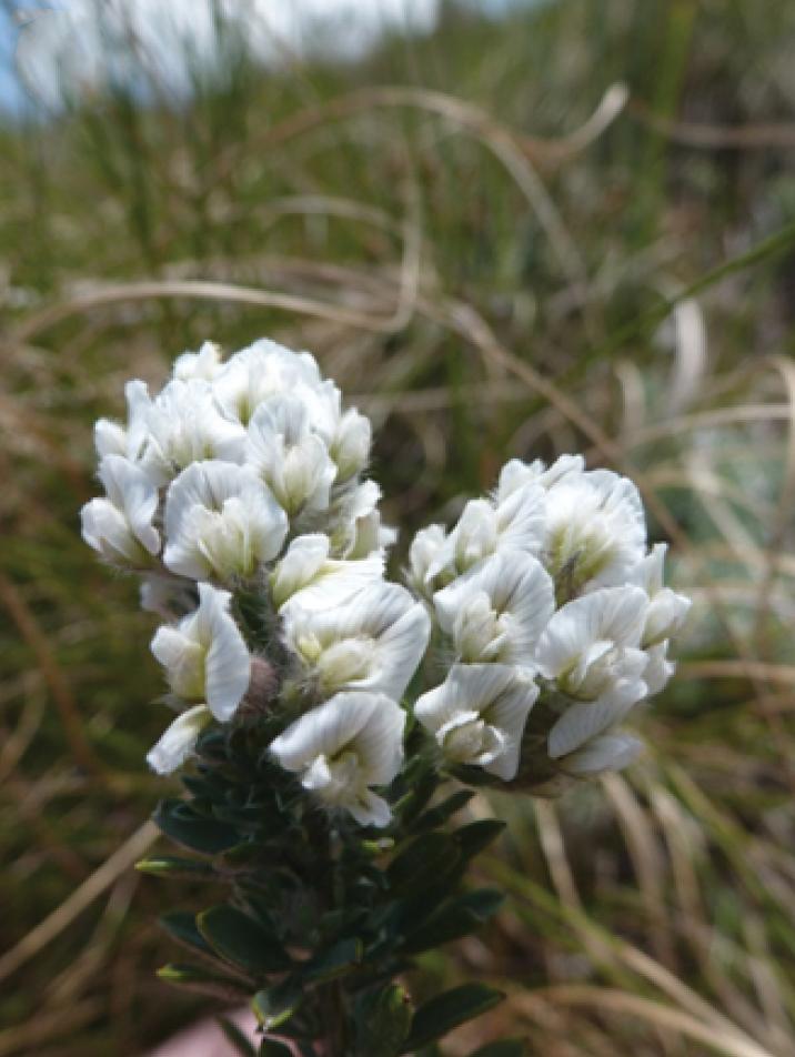 Mrs. Barber's Beauty