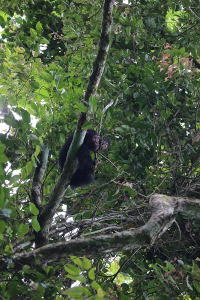 Chimpanzees in the Goualogo Triangle