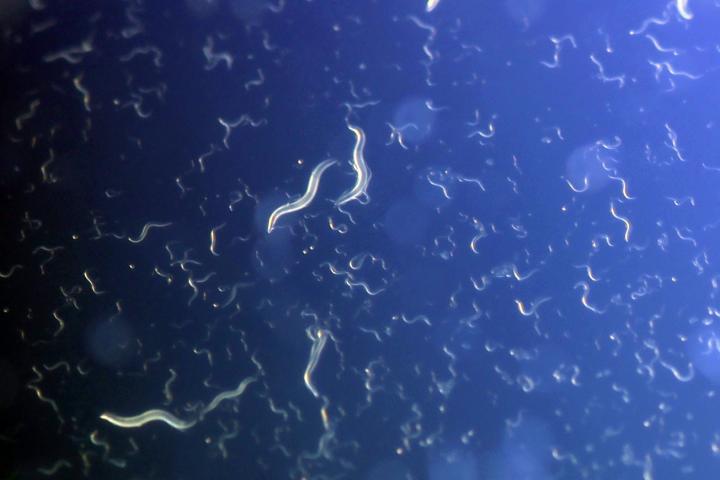 Underfed Worms Program their Babies to Cope with Famine