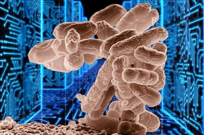 Bacterium Outperforms Computer Chips