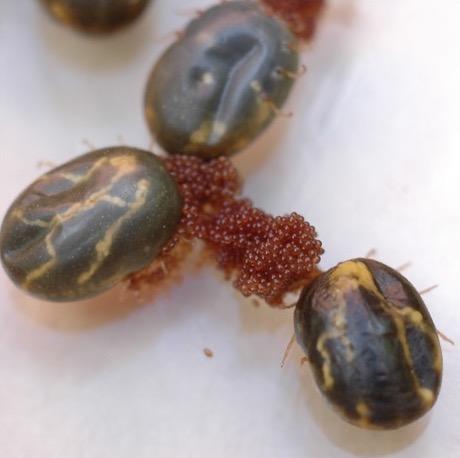 The Asian blue tick with its eggs