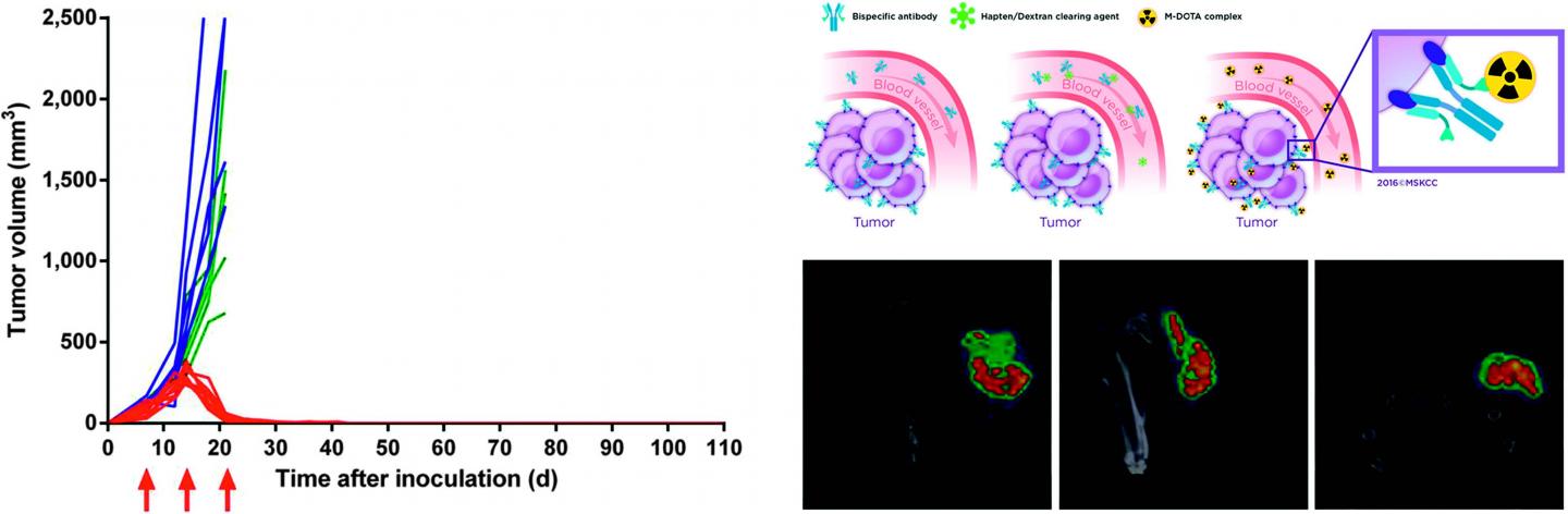 Efficacy of DOTA-PRIT Evaluated as Tumor Growth and Survival