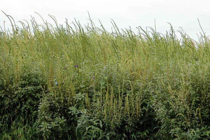 Seeds of Destruction