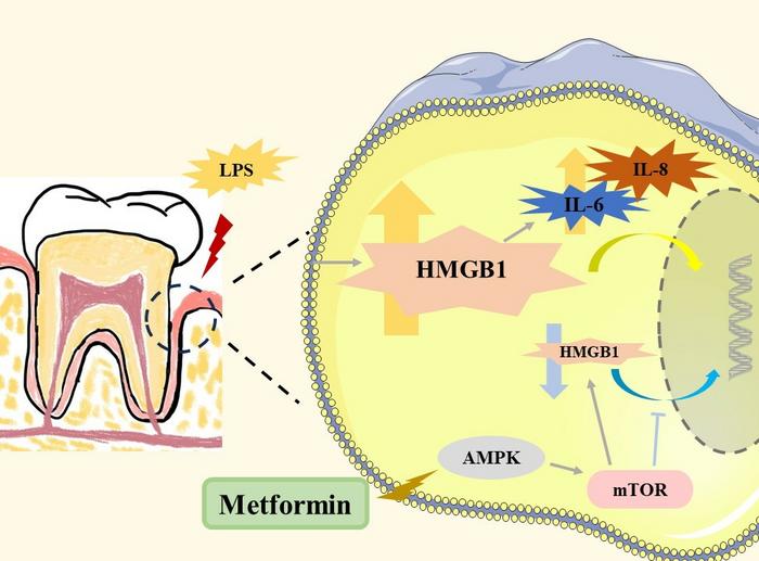 Metformin ameliorates HMGB1-mediated oxidative stress in periodontitis.