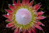 A King Protea Blooms