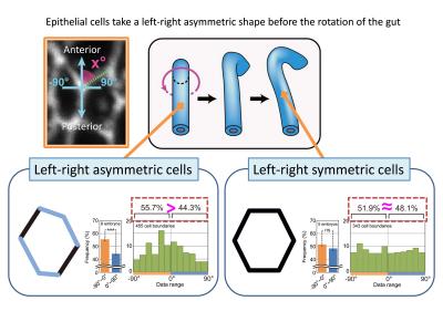 Tubular Transformations (3 of 6)