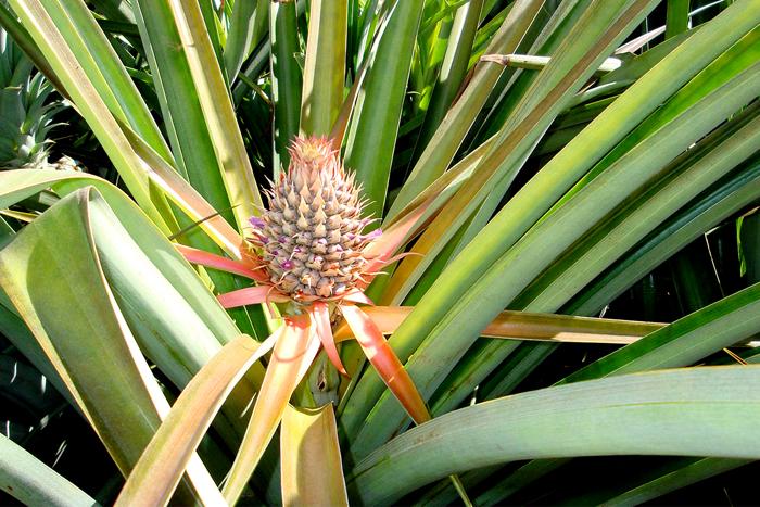 Pineapple Genome Sequenced