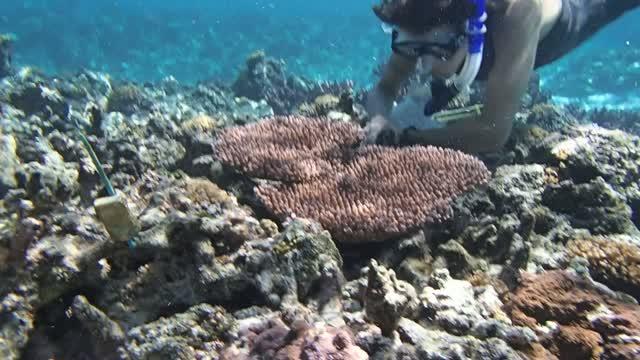 Stress Responses Help Some Corals Handle the Heat (7 of 7)