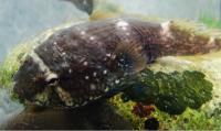 Clingfish in Water
