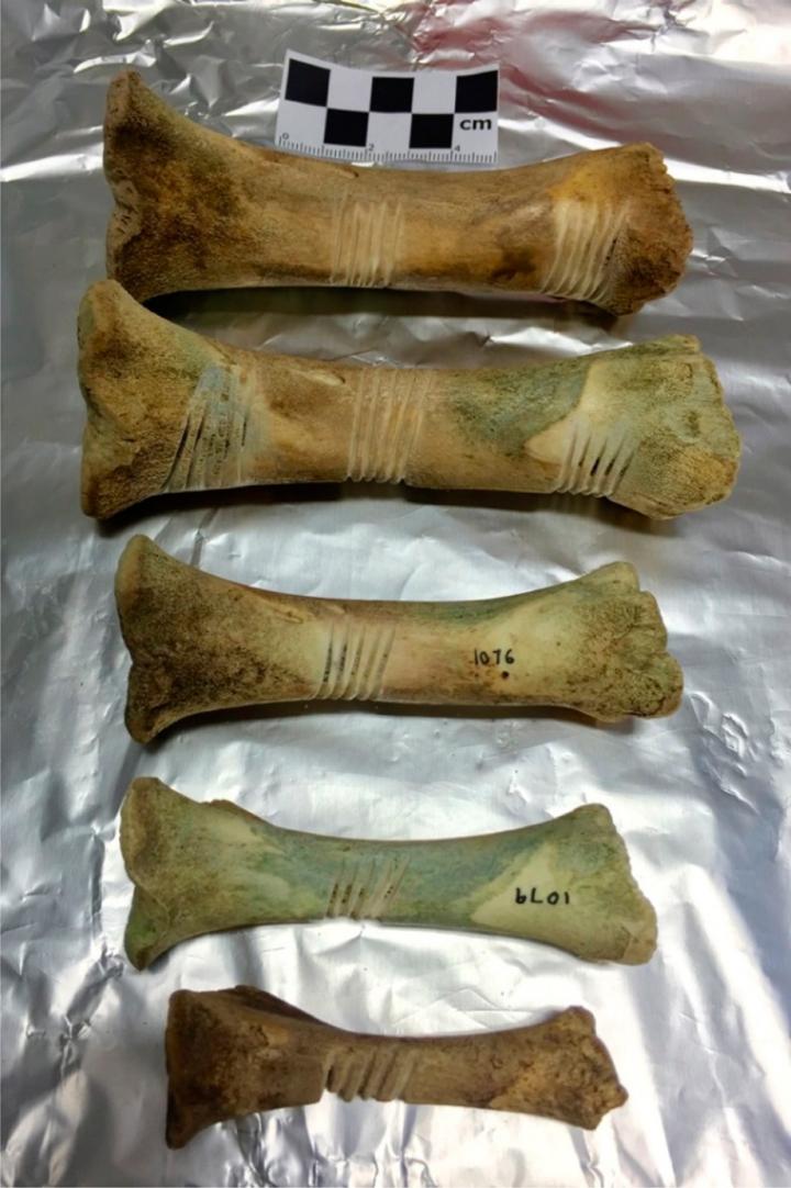 What Bone Proteomics Could Reveal about the Dead