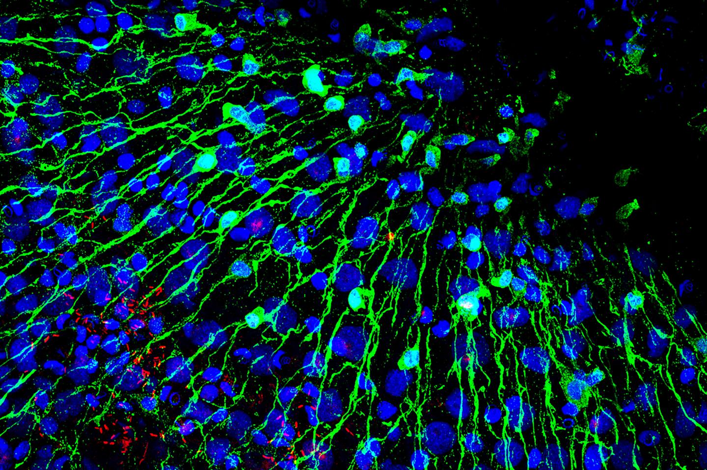 Nerve Cells and Bacteria in Hydra