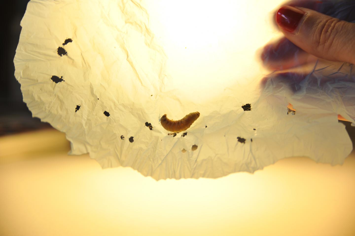 Wax Worm near Biodegraded Holes in Plastic