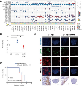 Cell-to-cell interactions of ILNs during Y. pestis infection.