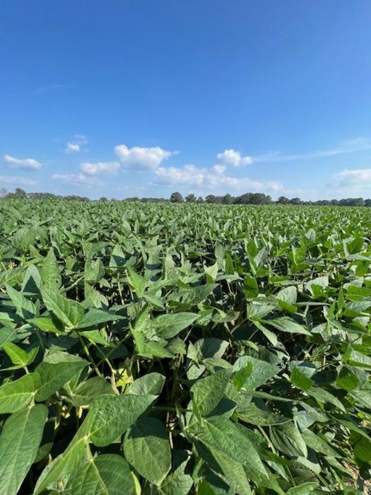 A Soybean Field in Tennessee