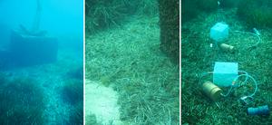 Posidonia meadow islands and an accumulation of dead leaves