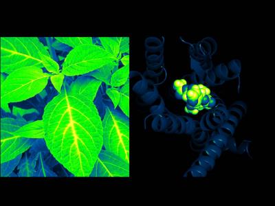 Structure of 'Salvia' Receptor Solved