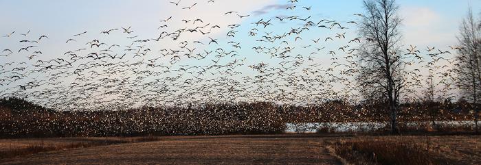 Flock of barnacle geese