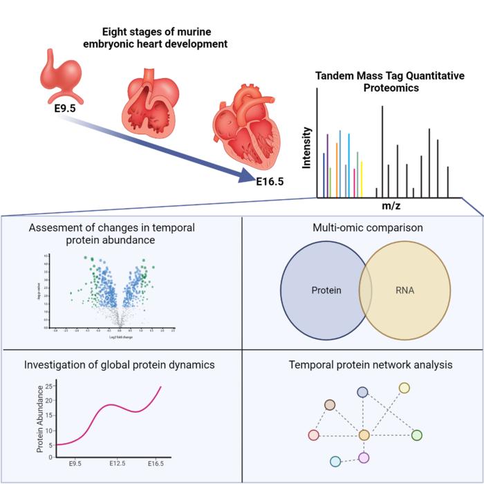 Graphical Abstract [IMAGE] | EurekAlert! Science News Releases