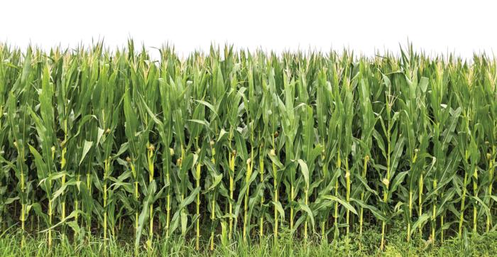 Field of modern maize with upright architecture allows for dense planting and enhanced yield potential.