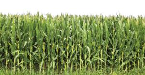 Field of modern maize with upright architecture allows for dense planting and enhanced yield potential.