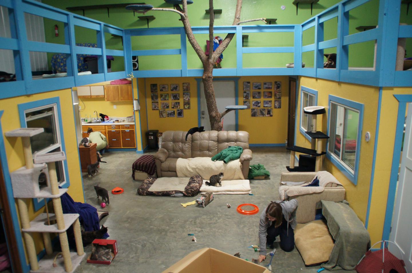 Humane Feline Research Facility