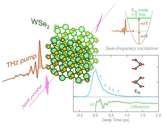 Terahertz sum-frequency excitation of phonon in WSe2
