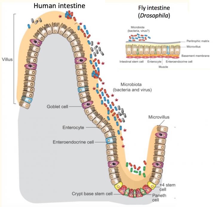 Intestinal Physiology: Fruit Flies vs. Humans