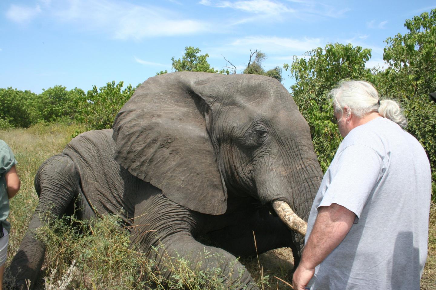 African Elephants May Be the Shortest-Sleeping Mammals