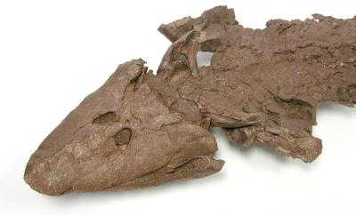 <i>Tiktaalik roseae</i>