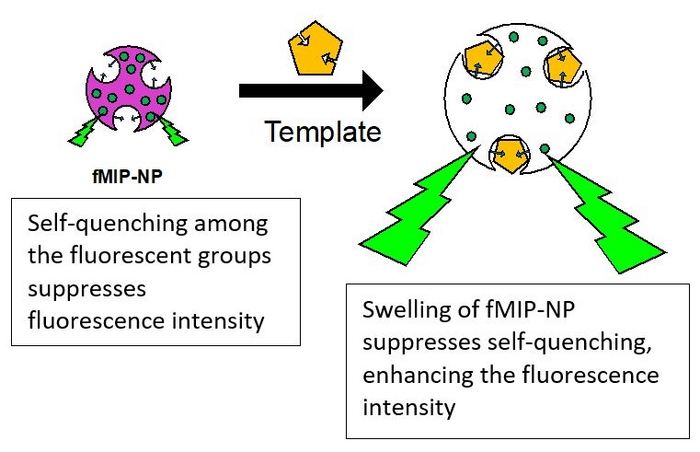 Schematic depicting increased fluorescence intensity due to the swelling of fMIP\NPs upon specific target-interaction.