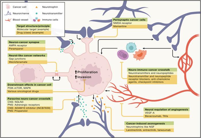 Therapeutic opportunities at the intersection of neuroscience and cancer biology