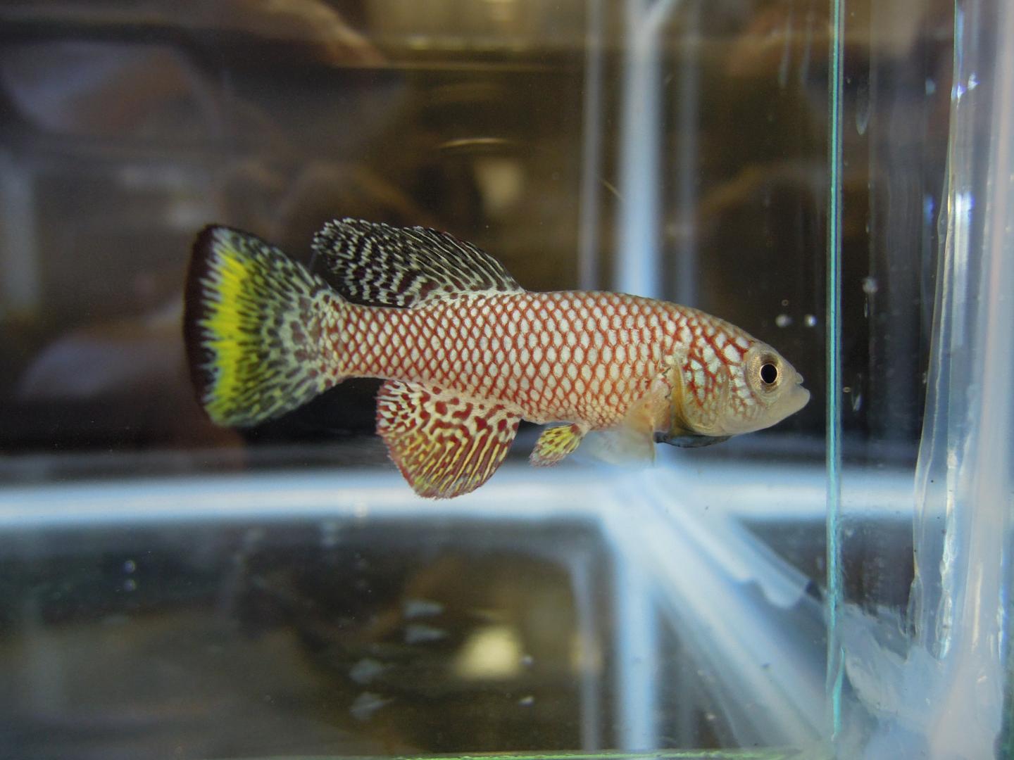 In Killifish: Diapause Protects Life From Normal Consequences of Aging (6 of 14)