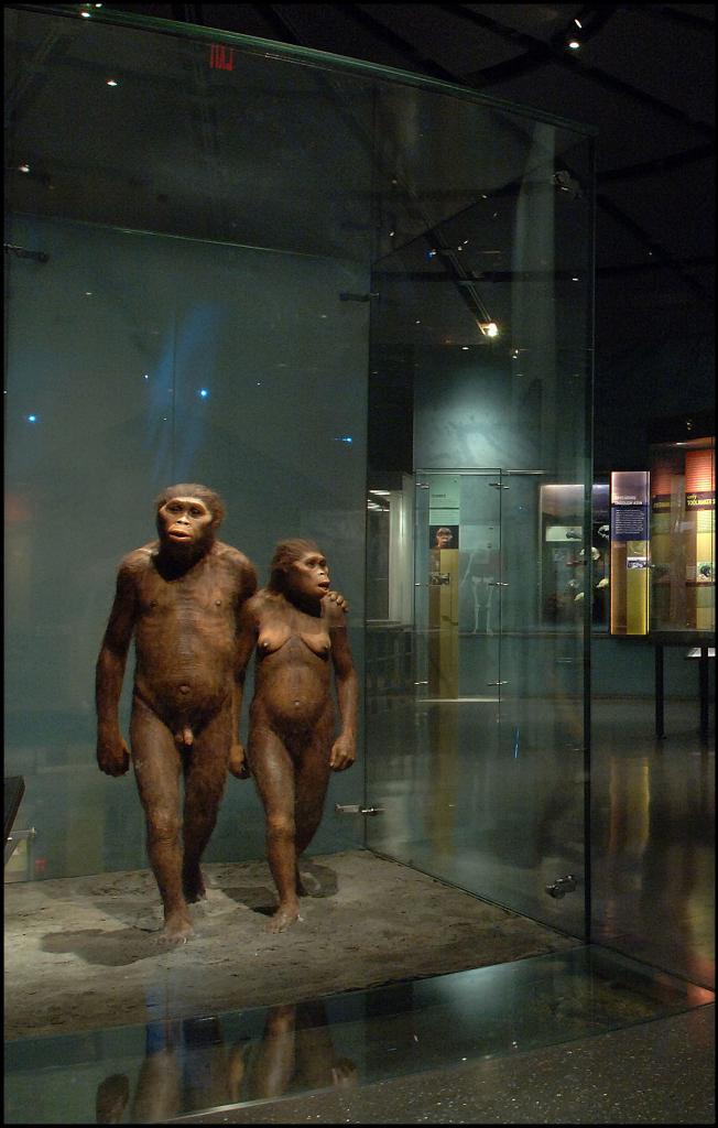 <em>Australopithecus</em>