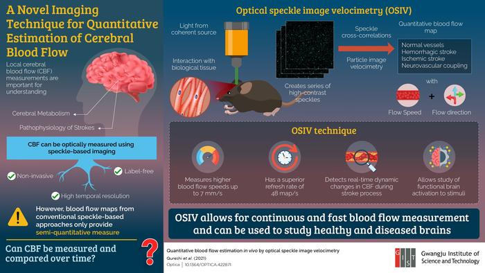 Quantitative blood flow estimation in vivo by optical speckle image velocimetry