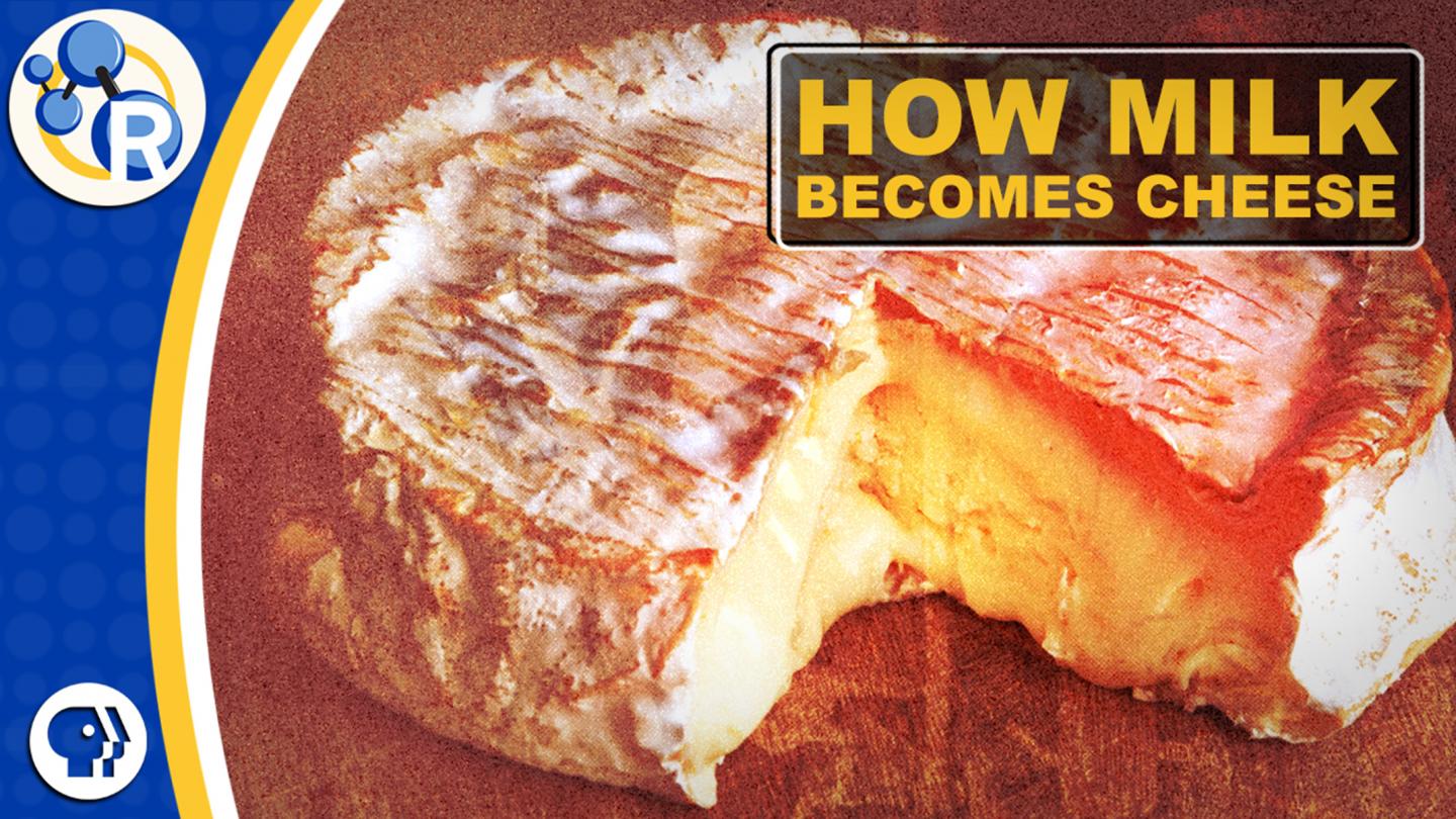 How Milk Becomes Cheese