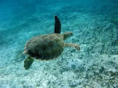 Green Turtle