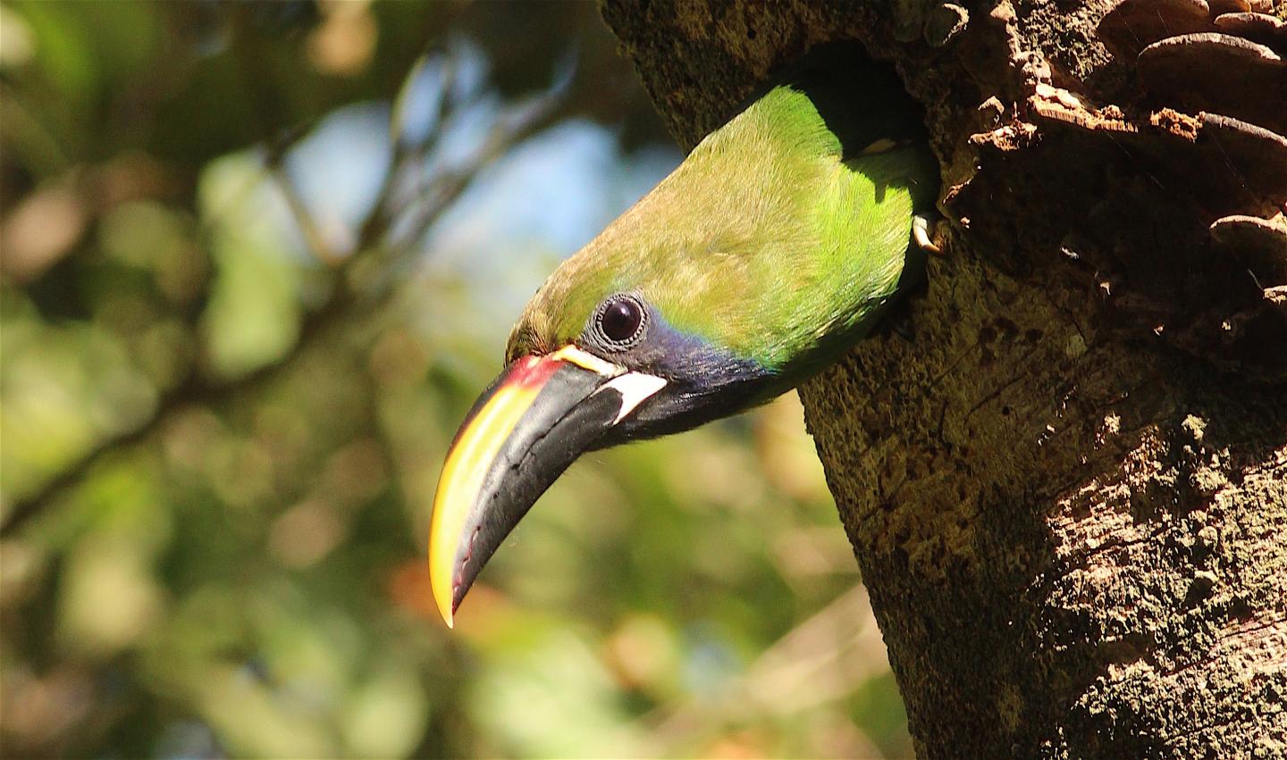 Emerald Toucanet