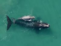 Southern Right Whale and Calf