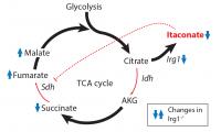 The Metabolic Cycle for Energy Production in a Macrophage Cell