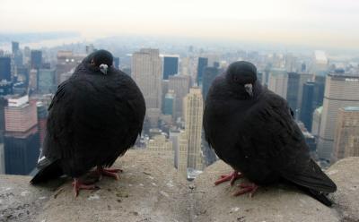 Rock Pigeons in Manhattan