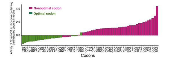 Defects in the 'Swiss-army Knife' of Gene Expression May Contribute to Neuronal Diseases like Alzheimer's